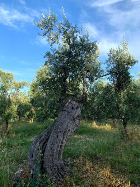 Azienda Agricola Savastano Vieste Olio Evo - Gli Alberi